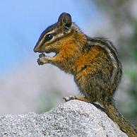 Kleine chipmunk (Neotamias minimus / Tamias minimus) op rots in het Yellowstone Nationaal Park, Wyoming, USA